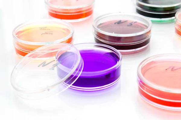 Kleur vloeistof in oude plastic petrischaaltjes — Stockfoto