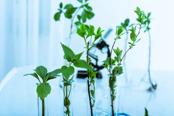 Experimentieren mit Flora im Labor. — Stockfoto