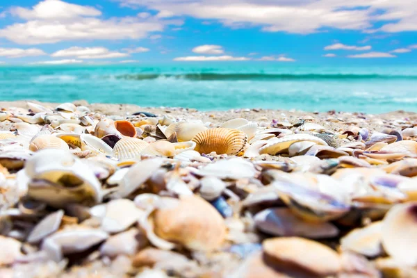 Conchiglie sulla spiaggia — Foto Stock