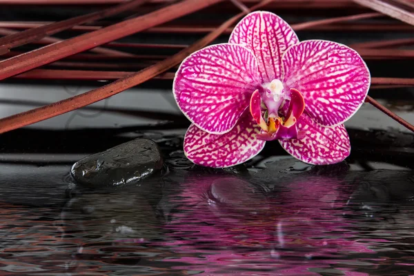 Orchidea és a fekete kövek — Stock Fotó