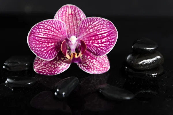 Orchidea e pietre nere — Foto Stock