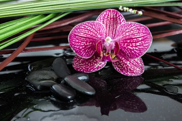 Orchidea e pietre nere — Foto Stock