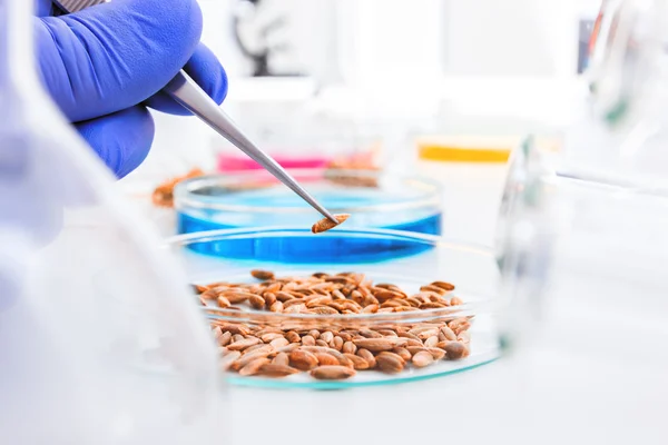 Grain wheat subject to selection in Microbiological laboratory — Stock Photo, Image