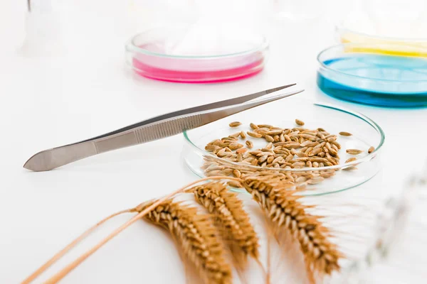 Trigo de grano sujeto a selección en laboratorio microbiológico — Foto de Stock