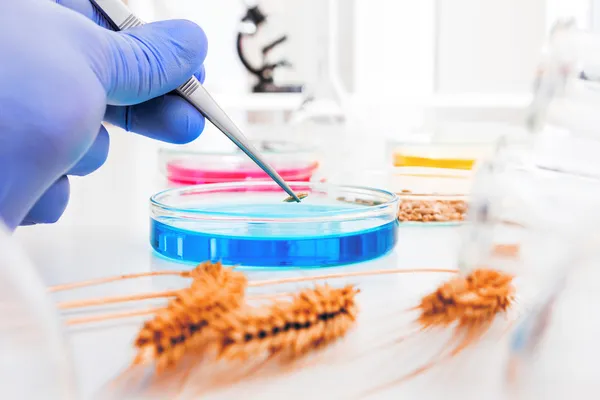 Ensaio de cultura celular para testar o trigo geneticamente modificado — Fotografia de Stock