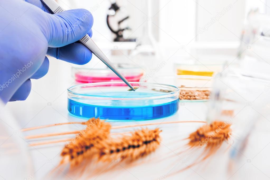 Cell culture assay to test genetically modified wheat