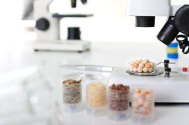 tohum seçimi Mikrobiyoloji laboratuvarında tabi