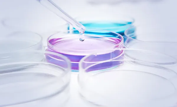Pipette with drop of color liquid and petri dishes — Stock Photo, Image