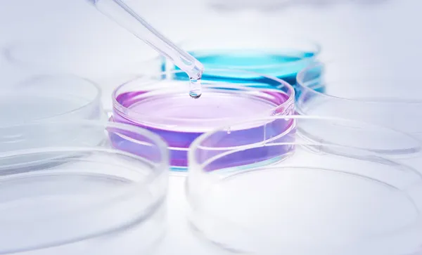 Pipette avec goutte de liquide de couleur et boîtes de Pétri — Photo