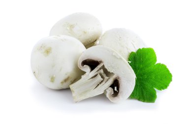 Şampiyon Mantarı beyaz arkaplanda izole edildi