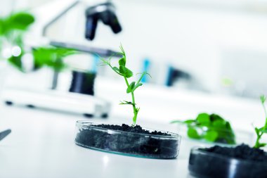 genetik olarak değiştirilmiş bitki kabında test edilmiştir. .