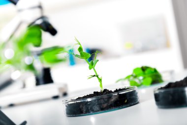 genetik olarak değiştirilmiş bitki kabında test edilmiştir. .