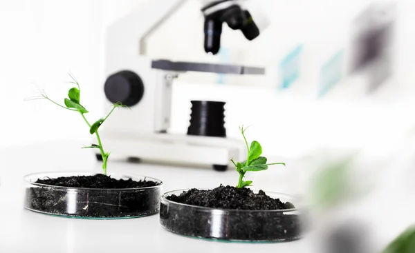 Genetiskt modifierade växten testas i petriskål . — Stockfoto