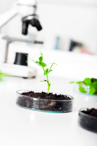 Geneticky modifikované rostliny v petriho misce . — Stock fotografie