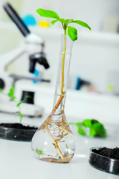 Pianta geneticamente modificata — Foto Stock