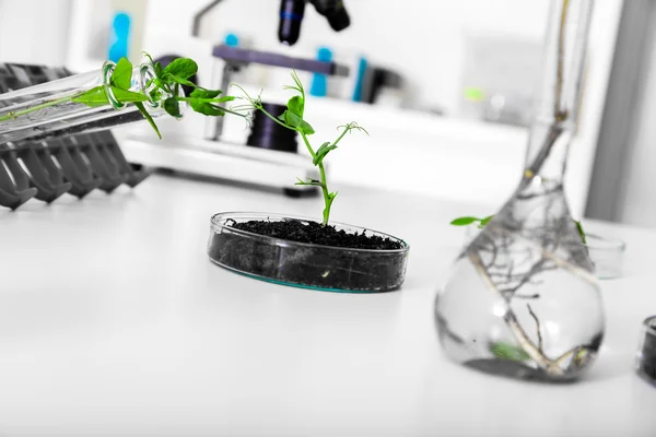 Plante génétiquement modifiée testée dans une boîte de Pétri  . — Photo