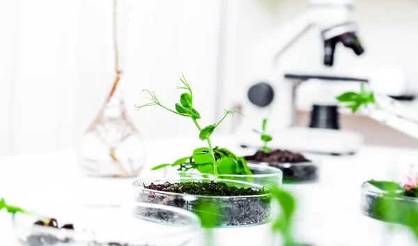 Microscopios modernos en un laboratorio — Foto de Stock