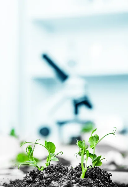 Planta modificada genéticamente ensayada en placas de Petri  . — Foto de Stock