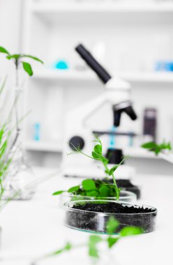 genetik olarak değiştirilmiş bitki petri dish .ecology laboratuarda test.