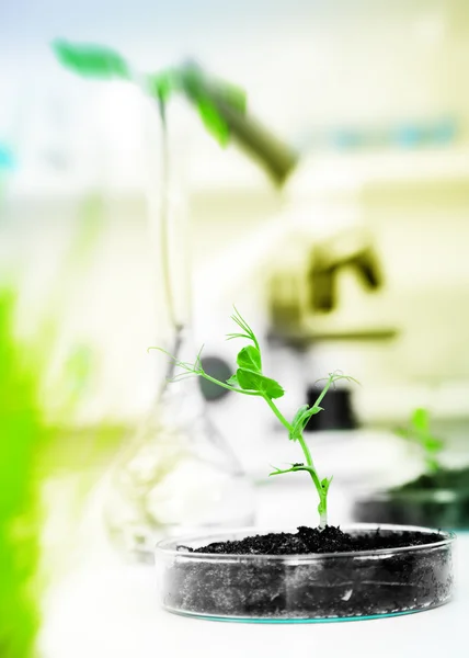 Planta modificada genéticamente ensayada en placa petri. Laboratorio de Ecología . — Foto de Stock