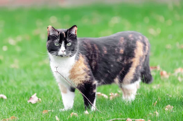 Bonito, colorido gato calico na grama — Fotografia de Stock