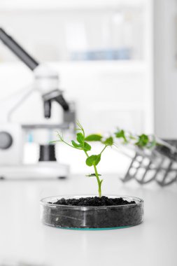 genetik olarak değiştirilmiş bitki kabında test edilmiştir. .