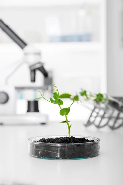 Genetically modified plant tested in petri dish . — Stock Photo, Image