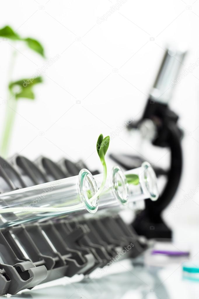 Genetically modified plant tested in test tube .