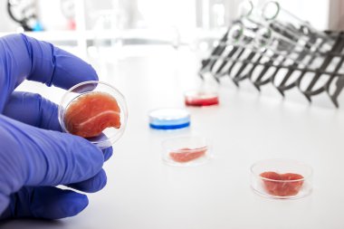 kök hücrelerinden laboratuvar koşullarında kültürlü et