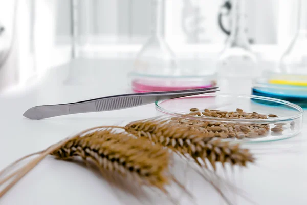 Ensayo de cultivo celular para probar semillas modificadas genéticamente — Foto de Stock