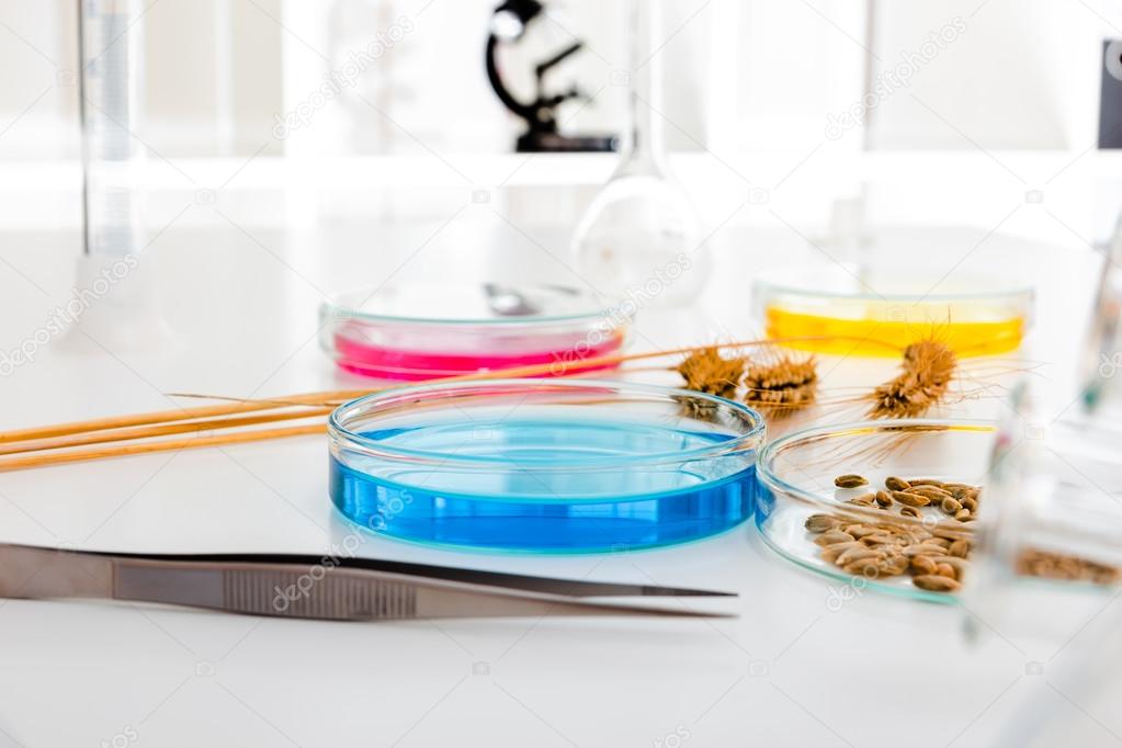 Cell culture assay to test modified seed Stock Photo by