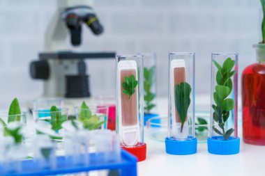 Mikroskop ve deney tüpündeki genç bitki, laboratuvar araştırmaları biyokimya, biyoteknoloji konsepti