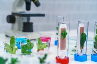 Mikroskop ve deney tüpündeki genç bitki, laboratuvar araştırmaları biyokimya, biyoteknoloji konsepti
