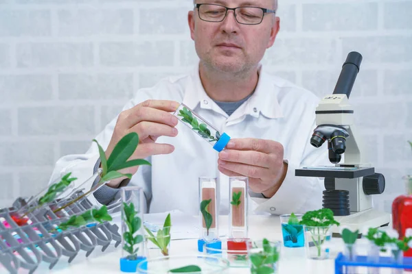 Microbiologiste Masculin Regardant Une Plante Verte Médecin Scientifique Travaillant Dans — Photo