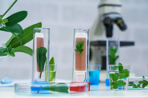 顕微鏡と科学試験管の若い植物 研究室の研究 — ストック写真