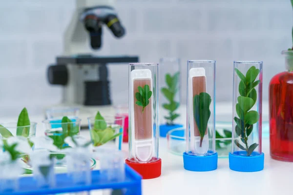 Mikroskop Und Jungpflanze Wissenschaftlichen Reagenzglas Laborforschung Biochemie Biotechnologiekonzept — Stockfoto