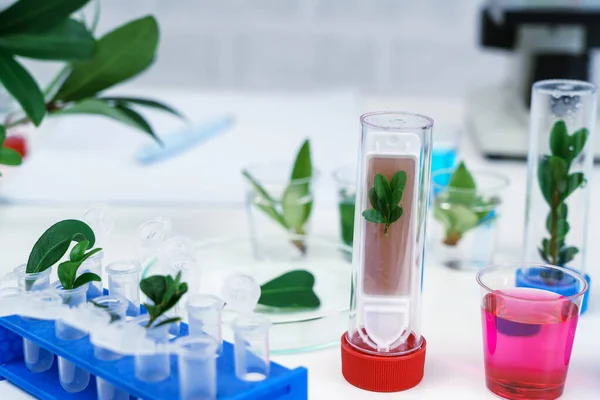 Microscope Young Plant Science Test Tube Lab Research — Stock Photo, Image