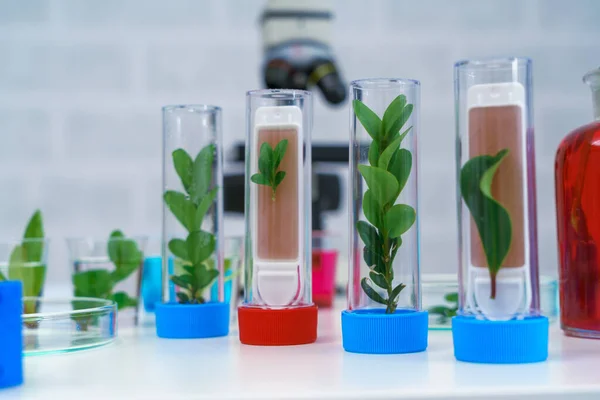 科学试管 实验室研究中的显微镜和植物幼体 — 图库照片