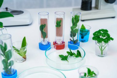 Bilim test tüpündeki genç bitki, laboratuvar araştırması.