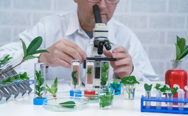 Hombre Microbiólogo Mirando Una Planta Verde Científico Médico Que Trabaja —  Fotos de Stock