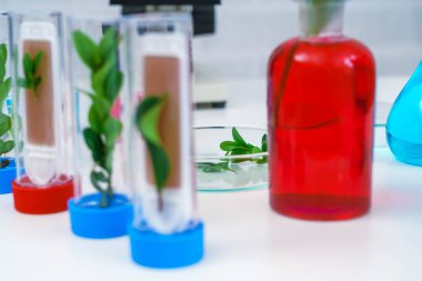 Mikroskop ve deney tüpündeki genç bitki, laboratuvar araştırmaları.