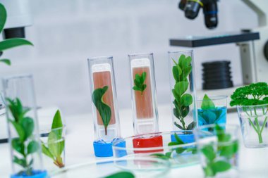 Bilim test tüpündeki genç bitki, laboratuvar araştırması.