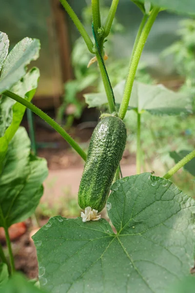 Pepino Planta Jovem Com Flor Amarela — Fotografia de Stock