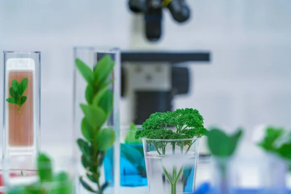 Mikroskop Und Jungpflanze Wissenschaftlichen Reagenzglas Laborforschung — Stockfoto