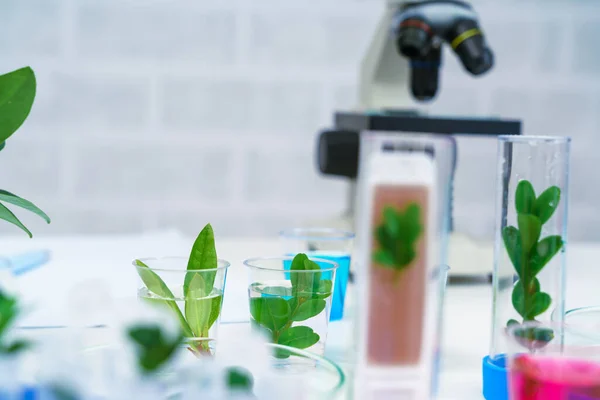 Microscope and young plant in science test tube , lab researc