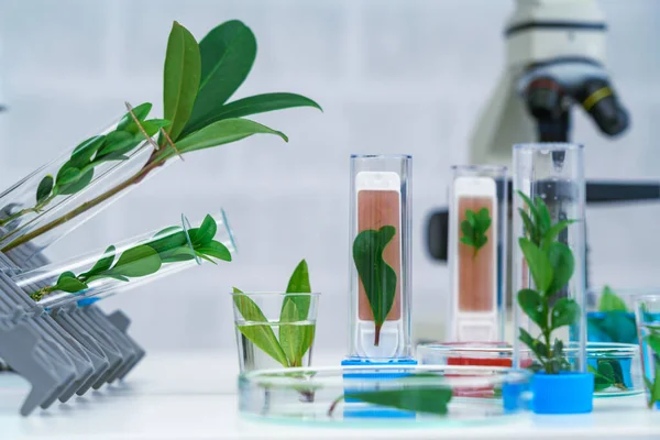 Scientist Plants Table Lab Concept Science Chemistry Health Healthcare — Stock Photo, Image