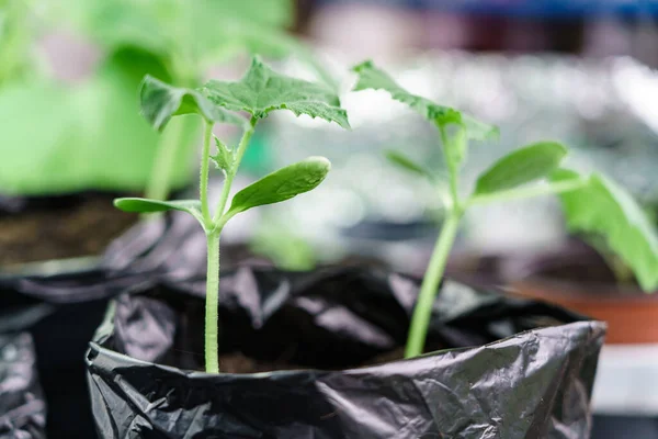 Green Seedlings Ground Plant Greenhouse Fotos De Stock