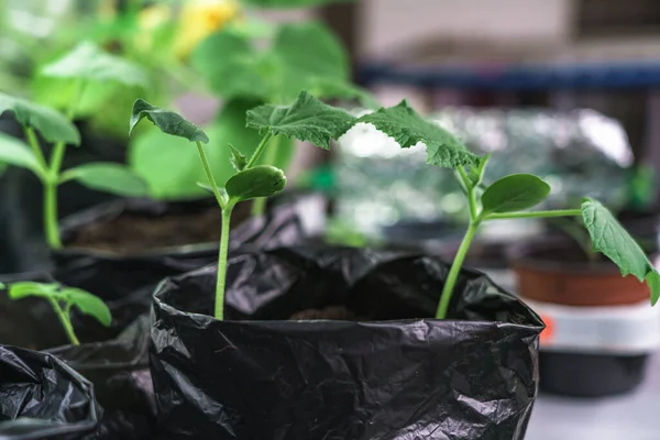 Mudas Pepinos Uma Estufa Pequenas Plantas Pepino Cultivadas Vaso Imagem De Stock