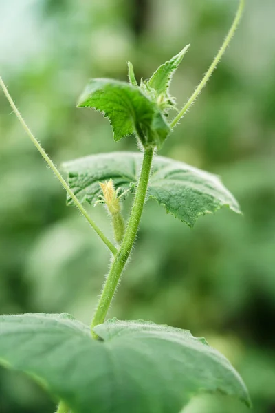 Estufas Pepino Cultivando Pepinos Uma Estufa Fotos De Bancos De Imagens