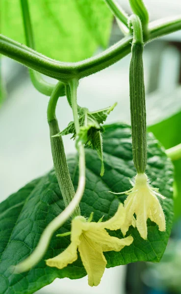Cucumber Farm Greenhouse Growing Cucumbers Greenhouse Royalty Free Stock Images